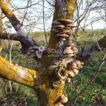 Tinder fungus on an apple tree in spring
