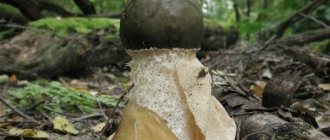 Veselka mushroom