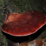 Mushroom tongue. What it looks like, where it grows and how to cook it 