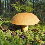 mushrooms from the genus Boletaceae