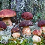 mushrooms of Kuban 2021 photo