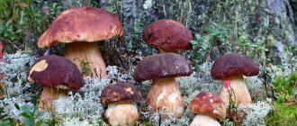 mushrooms of Kuban 2021 photo