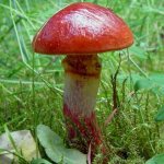 Mushrooms of the Saratov region: names, map of mushroom places, where to collect