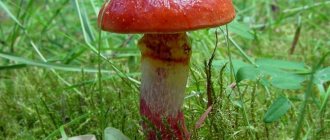 Mushrooms of the Saratov region: names, map of mushroom places, where to collect