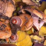 Mushrooms in Crimea 2019. Mushroom season in Crimea 2019: Top 5 most productive places