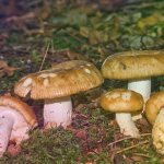 Valui mushrooms and everything you need to know