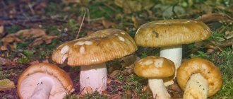 Valui mushrooms and everything you need to know