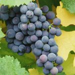 A bunch of blue Muromets grapes with yellow and green leaves
