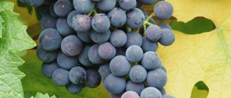 Гроздь синего винограда Муромец с жёлтым и зелёным листьями