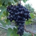 Гроздь винограда джованни