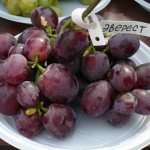 Гроздь винограда сорта Эверест с биркой на белой одноразовой тарелке