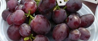 Гроздь винограда сорта Эверест с биркой на белой одноразовой тарелке