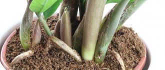 Soil for zamioculcas: which is better, composition, how to make it yourself