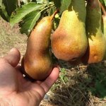 abbot fetel pear variety description