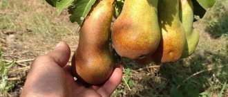 abbot fetel pear variety description