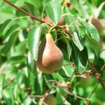 Pear Favorite