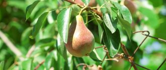 Pear Favorite