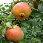 Krasulya pear: characteristics of the variety, advantages and disadvantages, pollinators