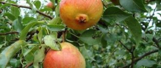 Krasulya pear: characteristics of the variety, advantages and disadvantages, pollinators