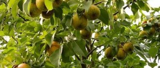 Northern pear