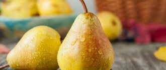 Baltic oily pear variety