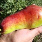 pear variety Talgar beauty