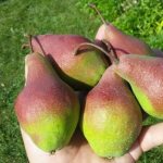pears on the palm