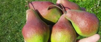 pears on the palm