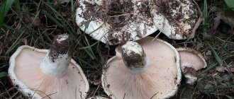 Milk mushrooms: harm and benefit