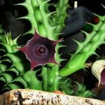 Guernia Huernia. Care and reproduction at home 