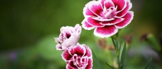 Carnation - description, flower photo, characteristics.