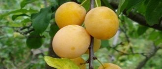 cherry plum characteristics