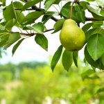 Characteristics of pear variety Kudesnitsa