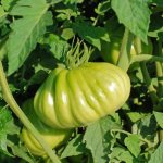 Characteristics and features of growing red fig tomatoes
