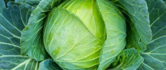 Characteristics of Krautman cabbage