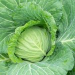Characteristics of the Snow White cabbage variety