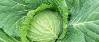 Characteristics of the Snow White cabbage variety