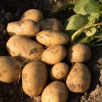 Characteristics of Labadiya potato variety