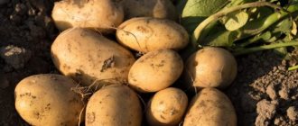 Characteristics of Labadiya potato variety