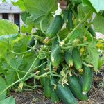 Characteristics of bush cucumbers and cultivation features