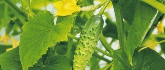 Characteristics of cucumbers of the Babushkin Secret variety