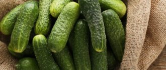 Characteristics of cucumbers of the Kolibri F1 variety