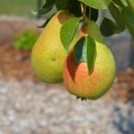 Characteristics of early pear varieties