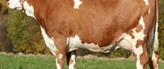 Characteristics of the Simmental breed of cows