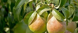 Characteristics of the Children&#39;s pear variety