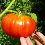 Characteristics of Beefsteak tomato variety