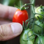Characteristics of tomato variety Room Surprise
