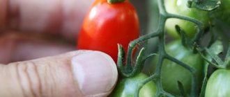Characteristics of tomato variety Room Surprise