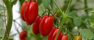 Characteristics of tomatoes of the Nastena-slastena variety