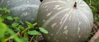 Characteristics of Volzhskaya gray pumpkin variety
